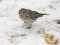 Calcarius lapponicus Lapland Longspur (Calcarius lapponicus) Kviesu str., Liepaja, 12-Jan-2021. © Selga Berzina