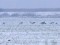 Branta canadensis Canada Goose (Branta canadensis) Liepaja lake E coast, Nica county, 14-Jan-2021. © Karlis Millers
