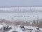Branta leucopsis Barnacle Goose (Branta leucopsis) Liepaja lake E coast, Nica county, 14-Jan-2021. © Karlis Millers