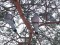 Columba palumbus Wood Pigeon (Columba palumbus) Seaside Park, Liepaja, 14-Jan-2021. © Kārlis Millers