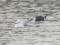 Larus fuscus graellsii/intermedius Lesser Black-backed Gull (Larus fuscus graellsii/intermedius) Ventspils harbor, Ventspils, 14-Jan-2021. © Edgars Smislovs