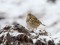 Anthus pratensis Meadow Pipit (Anthus pratensis) Liepaja harbor S pier, 15-Jan-2021. © Karlis Millers