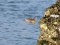 Anthus spinoletta Water Pipit (Anthus spinoletta) Liepaja harbor S pier, 15-Jan-2021. © Karlis Millers