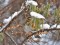 Turdus iliacus Redwing (Turdus iliacus) Vecdaugava, Riga, 15-Jan-2021. © Igors Denisovs