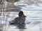 Anas clypeata Northern Shoveler (Anas clypeata) Kengarags, Riga, 16-Jan-2021. © Juris Vigulis