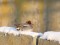 Anas crecca Eurasian Teal (Anas crecca) "Daugavgriva" sewage treatment plant, Riga, 16-Jan-2021. © Arnis Arnicans