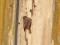 Phoenicurus ochruros Black Redstart (Phoenicurus ochruros) "Daugavgriva" sewage treatment plant, Riga, 16-Jan-2021. © Arnis Arnicans