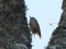 Sitta europaea caesia Nuthatch ssp caesia (Sitta europaea caesia) Irbe river mouth, Ventspils county, 17-Jan-2021. © Andris Klepers