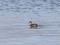 Tachybaptus ruficollis Little Grebe (Tachybaptus ruficollis) Mentskalns, Ventspils county, 17-Jan-2021. © Andris Klepers