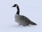 Branta canadensis Canada Goose (Branta canadensis) Vidumupite river, Ventspils, 18-Jan-2021. © Andris Klepers