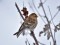 Acanthis cabaret Lesser Redpoll (Acanthis cabaret) Kalngale, Carnikava county, 18-Jan-2021. © Igors Denisovs