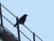 Corvus corone Carrion Crow (Corvus corone) Atmoda boulevard, Liepaja, 18-Jan-2021. © Andris Klepers