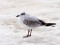 Ichthyaetus melanocephalus Mediterranean Gull (Ichthyaetus melanocephalus) Daugavgriva, Riga, 25-Jan-2021. © Ilona Gaile