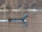 Rallus aquaticus Water Rail (Rallus aquaticus) Darzini distributary, Salaspils county, 26-Jan-2021. © Edgars Smislovs