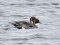 Anas acuta Northern Pintail (Anas acuta) Vecmilgravis, Riga, 27-Jan-2021. © Igors Denisovs