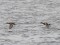 Anas strepera Gadwall (Anas strepera) Audupe river, Riga, 28-Jan-2021. © Igors Denisovs