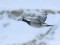 Branta leucopsis Barnacle Goose (Branta leucopsis) Darzini, Salaspils n., 28-Jan-2021. © Edgars Smislovs