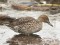 Anas acuta Northern Pintail (Anas acuta) Kengarags, Riga, 30-Jan-2021. © Andris Klepers