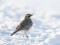Eremophila alpestris Horned Lark (Eremophila alpestris) Zorgi surroundings, Iecava county, 31-Jan-2021. © Rolands Linejs