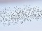 Sturnus vulgaris Common Starling (Sturnus vulgaris) Vecmilgravis, Riga, 31-Jan-2021. © Igors Denisovs