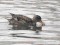 Gadwall  (Anas strepera) Sunupe, Daugavpils, 04-Feb-2021. © Andris Erts