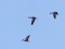 Greylag Goose (Anser anser) Bernati polder, Nica county, 06-Feb-2021. © Karlis Millers