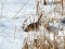 Reed Bunting (Emberiza schoeniclus) Bernati polder, Nica county, 06-Feb-2021. © Karlis Millers