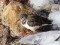 Ruddy Turnstone (Arenaria interpres) Liepaja harbor S pier, Liepaja, 07-Feb-2021. © Karlis Millers