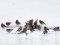 Linnet (Carduelis cannabina) Gauja - Baltezers channel surroundings, Adazi county, 10-Feb-2020. © Igors Denisovs