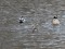 Little Grebe (Tachybaptus ruficollis) Sunupe river, Daugavpils, 12-Feb-2021. © Andris Erts
