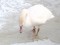 Polish Mute Swan (Cygnus olor immutabilis) Starpinupīte river mouth, Engure county, 14-Feb-2021. © Juris Vigulis