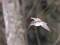Jack Snipe (Lymnocryptes minimus) Grivinupite river, Priekuli county, 20-Feb-2021. © Andris Klepers