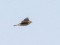 Eurasian Skylark (Alauda arvensis) Liepaja harbor S pier, Liepaja, 21-Feb-2021. © Ainars Mankus