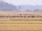 Tundra Bean Goose (Anser serrirostris) Nica fields, Nica county, 23-Feb-2021. © Peteris Daknis