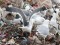 Lesser Black-backed Gull (Larus fuscus intermedius/graellsii) Getlini, Stopni county, 24-Feb-2021. © Edgars Smislovs