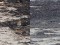 Water Pipit (Anthus spinoletta) Liepaja harbor S pier, Liepaja, 06-Mar-2021. © Karlis Millers
