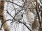 White Wagtail (Motacilla alba) Eimuri fields, Adazi county, 16-Mar-2021. © Igors Denisovs
