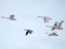 Canada Goose (Branta canadensis) Svete river floodplain fields, Jelagava county, 21-Mar-2021. © Ivars Brediks