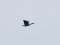 Canada Goose (Branta canadensis) Mangalsala, Riga, 25-Mar-2021. © Igors Denisovs