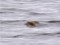 Horned Lark (Eremophila alpestris) Mangalsala, Riga, 25-Mar-2021. © Igors Denisovs