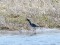 Ruff (Philomachus pugnax) Eimuri fields, Adazi county, 26-Mar-2021. © Igors Denisovs