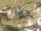 Red-breasted Goose (Branta ruficollis) Laidze lake, Talsi county, 25-Mar-2021. © Maris Jaunzemis