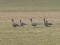 Pink-footed Goose (Anser brachyrhynchus) Bozeni fields, Madona county, 28-Mar-2021. © Andris Klepers