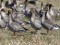 Pink-footed Goose (Anser brachyrhynchus) Adazi fields, Adazi county, 01-Apr-2021. © Igors Denisovs