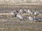 Pink-footed Goose (Anser brachyrhynchus) Bernati polder, Nica county, 04-Apr-2021. © Ivars Brediks