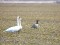 Canada Goose (Branta canadensis) Nica fields, Nica county, 04-Apr-2021. © Ivars Brediks