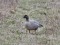 Pink-footed Goose (Anser brachyrhynchus) Birznieki surroundings, Adazi county, 09-Apr-2021. © Igors Denisovs