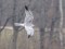 Pallid Harrier (Circus macrourus) Stameriena, Gulbene county, 09-Apr-2021. © Baiba Puspure