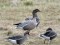 Pink-footed Goose (Anser brachyrhynchus) Adazi, 14-Apr-2021. © Igors Denisovs