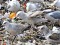 Caspian Gull (Larus cachinnans) Getlini rubbish dump, Stopini county, 17-Apr-2021. © Igors Denisovs